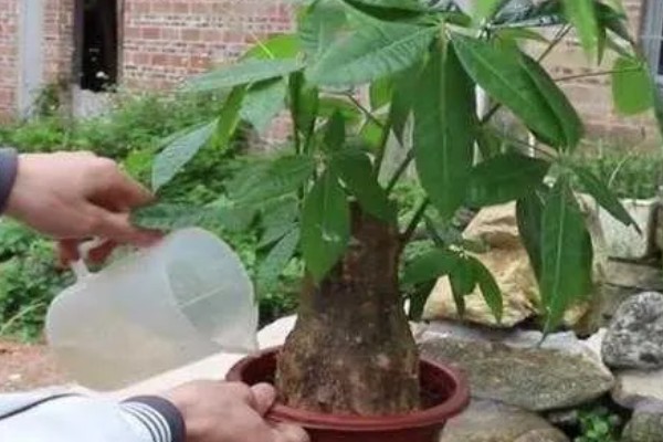 发财树好不好养,控制好温度和湿度便很好养