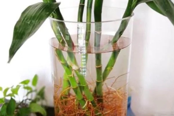 富贵竹多久换一次水,最好每周为其换一次水
