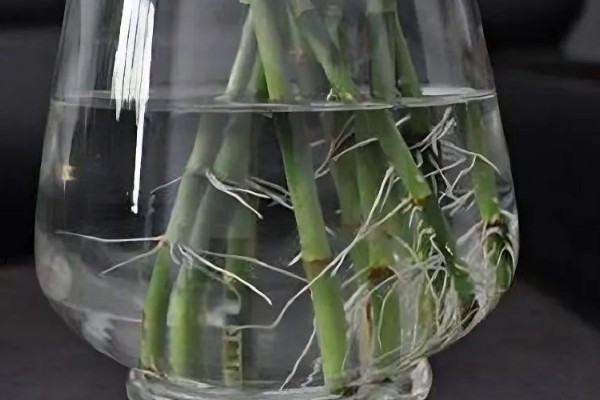 富贵竹多久换一次水,最好每周为其换一次水