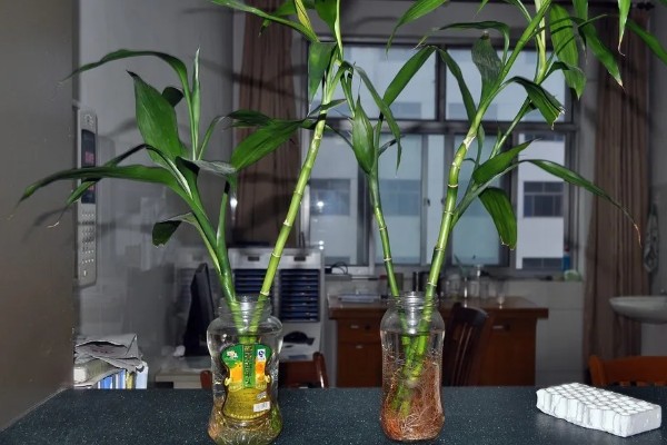 富贵竹多久换一次水,最好每周为其换一次水