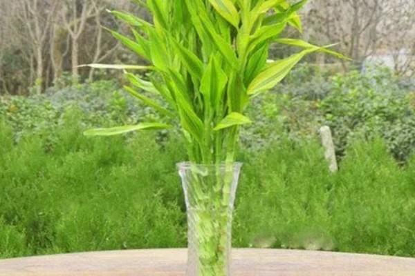 富贵竹多久换一次水,最好每周为其换一次水