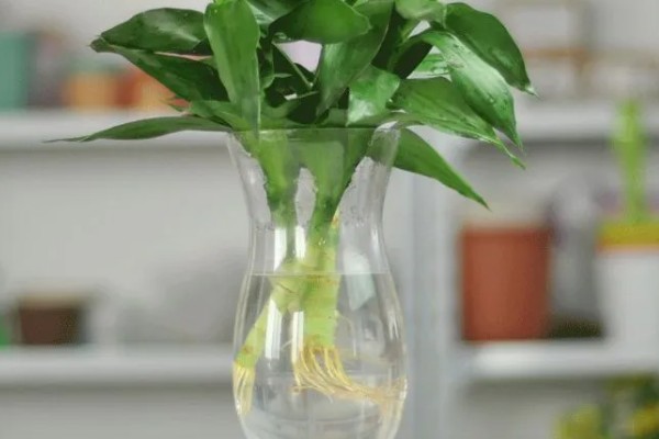 富贵竹多久换一次水,最好每周为其换一次水