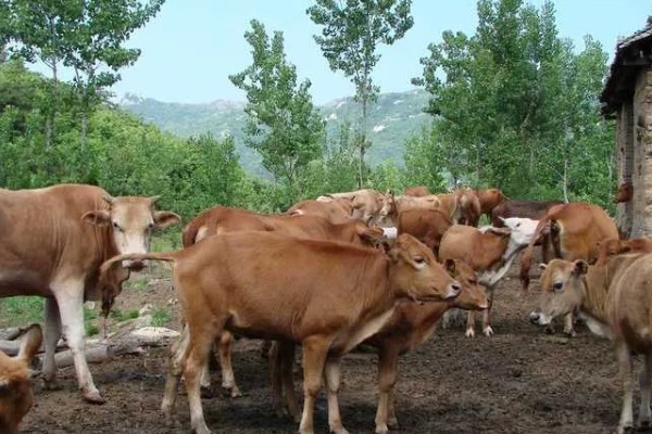 半坡人养哪些家畜,以猪和狗为主