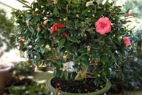 怎么养茶花,适合在偏酸性的土壤中种植