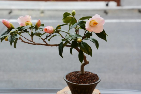 怎么养茶花,适合在偏酸性的土壤中种植