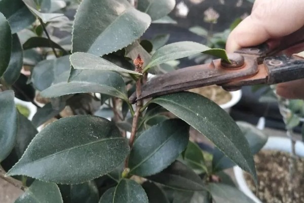 怎么养茶花,适合在偏酸性的土壤中种植