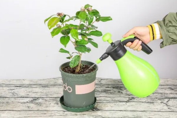 怎么养茶花,适合在偏酸性的土壤中种植