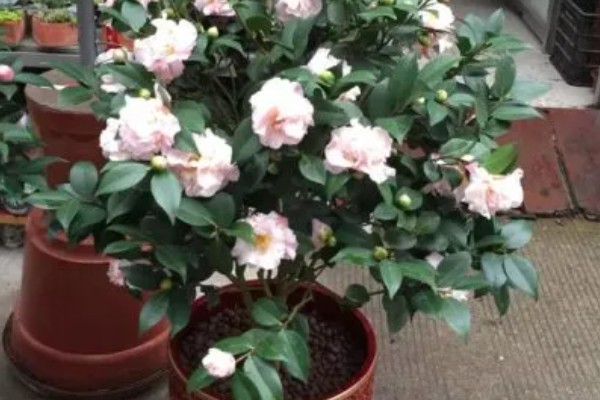 怎么养茶花,适合在偏酸性的土壤中种植