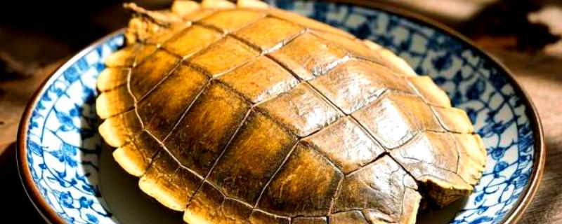 龟甲与鳖甲的区别，基源与用途均不同