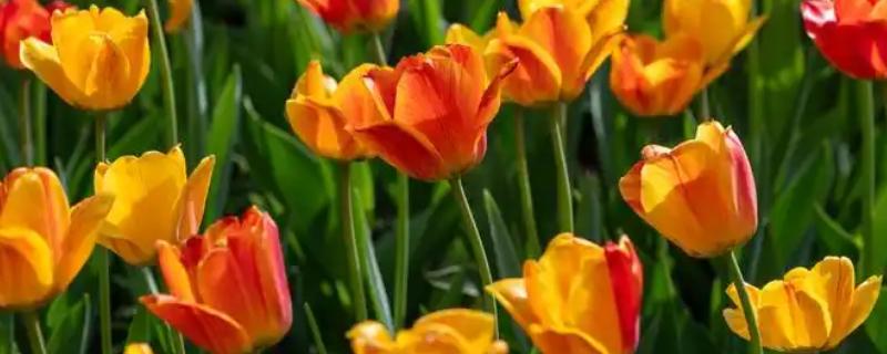 橘色郁金香的花语，寓意阳光美好、压抑的爱等