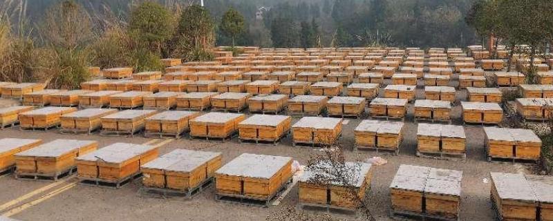 蜂箱的适宜颜色，黄色、白色、蓝色都很合适