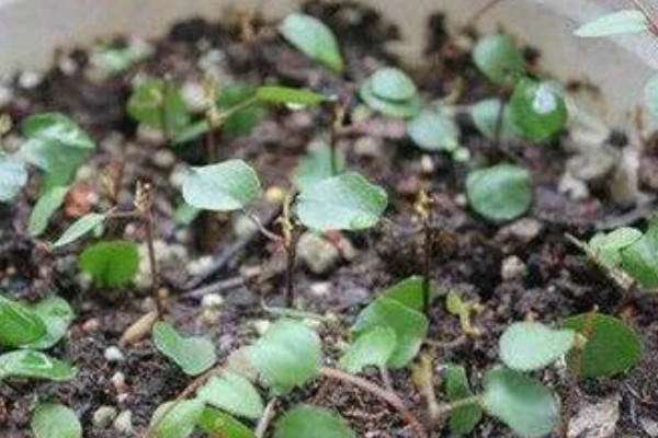 口红吊兰的扦插方法,插入深度大约为5厘米左右