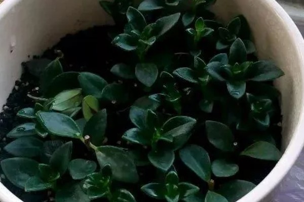 口红吊兰的扦插方法,插入深度大约为5厘米左右