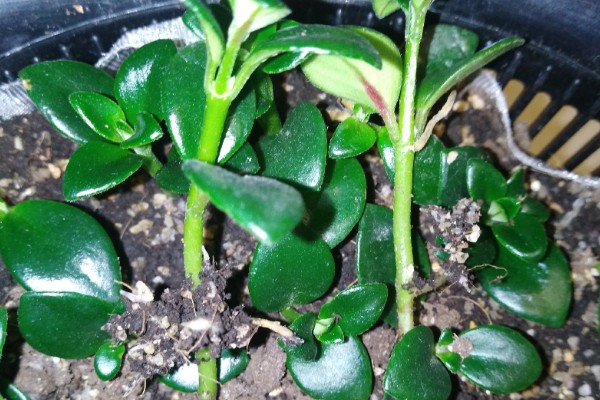 口红吊兰的扦插方法,插入深度大约为5厘米左右