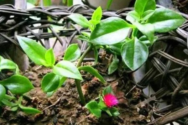 口红吊兰的扦插方法,插入深度大约为5厘米左右