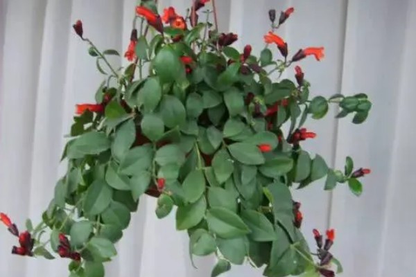 口红吊兰的扦插方法,插入深度大约为5厘米左右