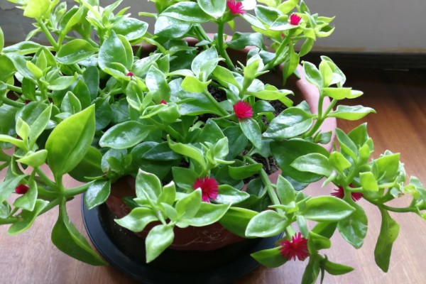 口红吊兰的扦插方法,插入深度大约为5厘米左右