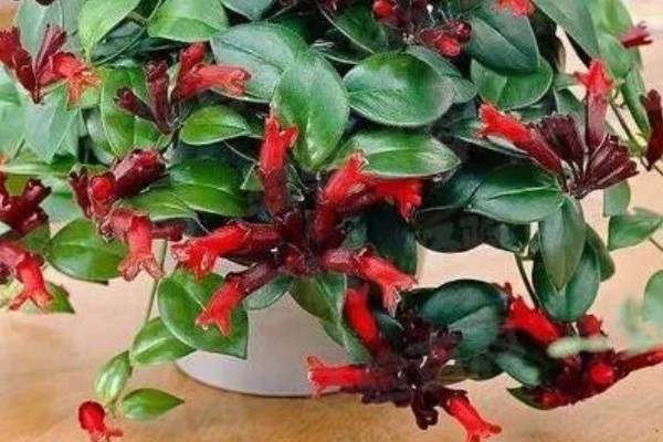 口红吊兰的扦插方法,插入深度大约为5厘米左右