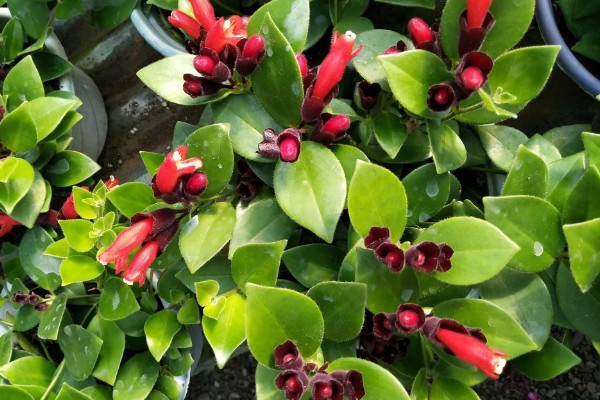 口红吊兰的扦插方法,插入深度大约为5厘米左右