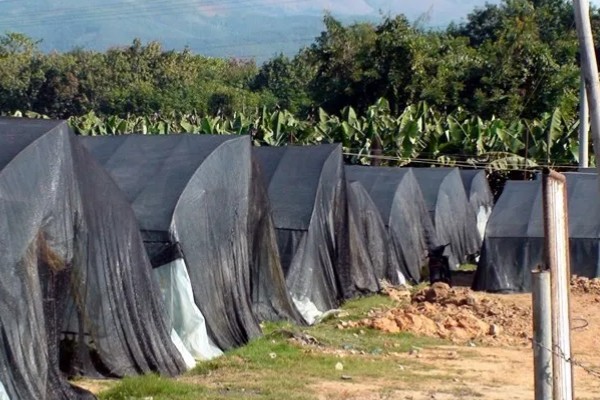 毛芋头需要哪种遮阳网，需要黑色的遮阳网