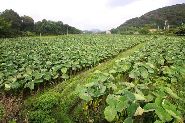 毛芋头需要哪种遮阳网，需要黑色的遮阳网