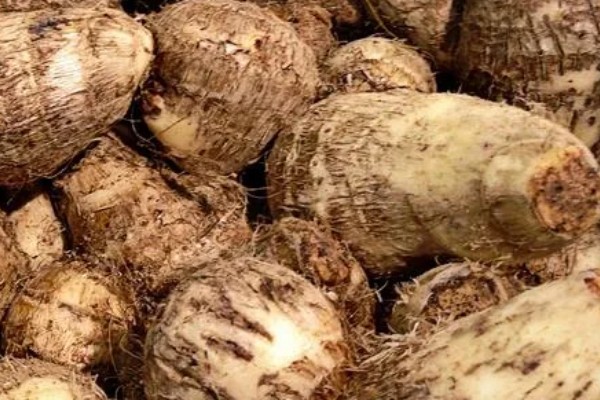 毛芋头需要哪种遮阳网，需要黑色的遮阳网