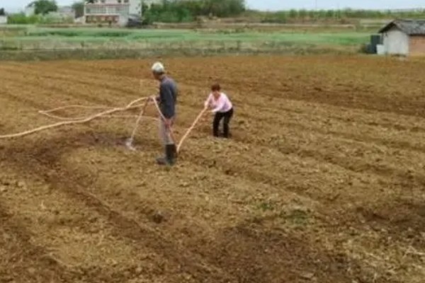 毛芋头需要哪种遮阳网，需要黑色的遮阳网