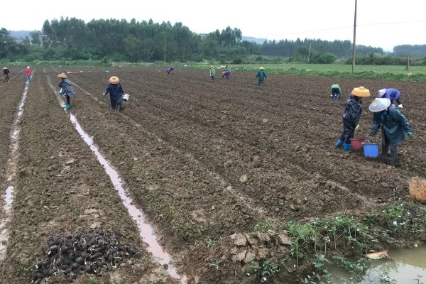 毛芋头需要哪种遮阳网，需要黑色的遮阳网