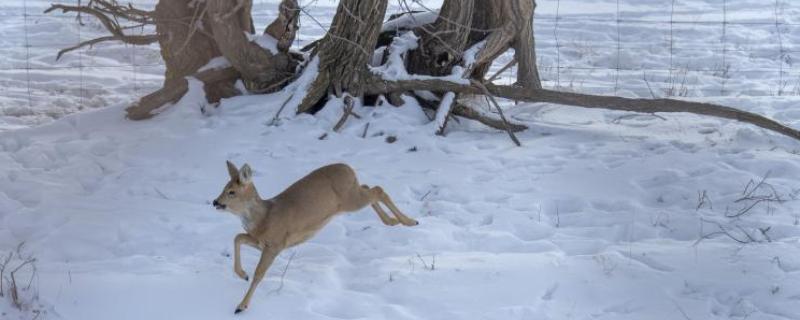 狍子獐子麂子有什么区别，种属和外观各不相同