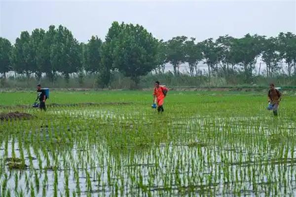 一亩水稻施多少尿素，可亩施25-35斤尿素