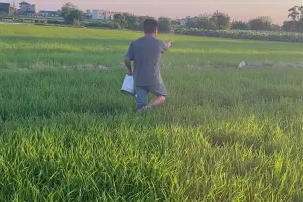 一亩水稻施多少尿素，可亩施25-35斤尿素