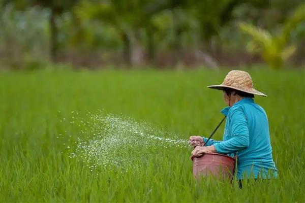 一亩水稻施多少尿素，可亩施25-35斤尿素