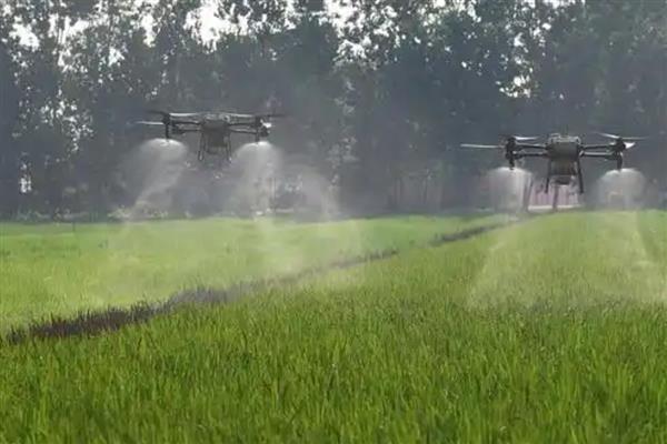 一亩水稻施多少尿素，可亩施25-35斤尿素