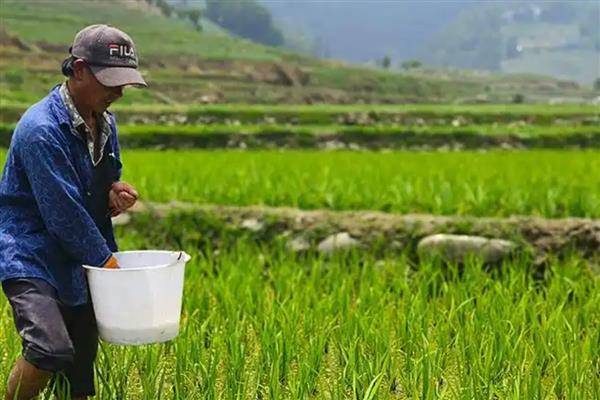 一亩水稻施多少尿素，可亩施25-35斤尿素