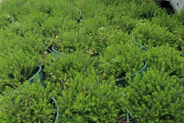 欧石楠怎么养殖,把室温控制在15-28℃