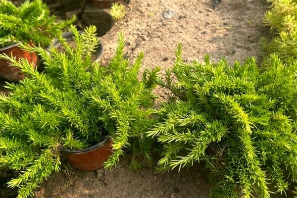 欧石楠怎么养殖,把室温控制在15-28℃