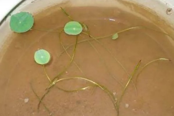 碗莲入土后的换水方法，可采取注水替换或吸水替换