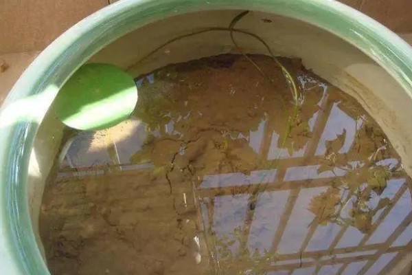 碗莲入土后的换水方法，可采取注水替换或吸水替换