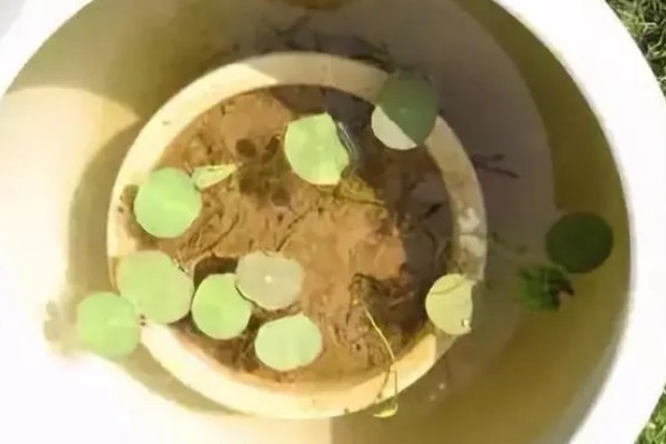 碗莲入土后的换水方法，可采取注水替换或吸水替换