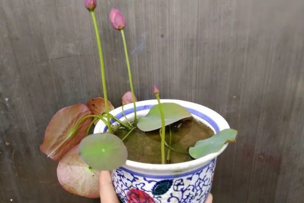 碗莲入土后的换水方法，可采取注水替换或吸水替换