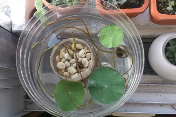 碗莲入土后的换水方法，可采取注水替换或吸水替换