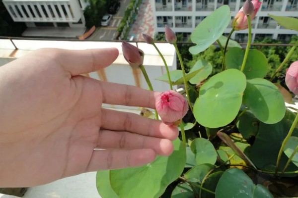 碗莲入土后的换水方法，可采取注水替换或吸水替换