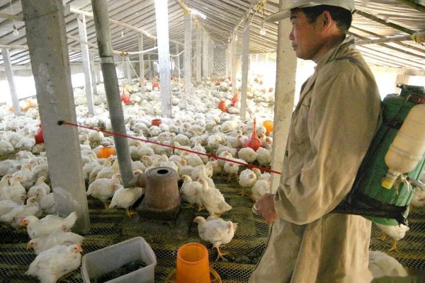 怎样养鸡才能不生病又长得快，需要保持鸡舍清洁