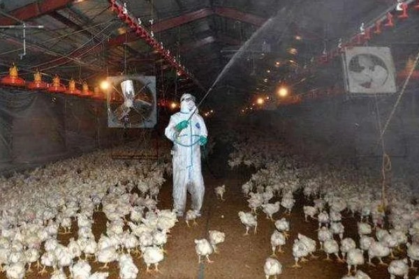 怎样养鸡才能不生病又长得快，需要保持鸡舍清洁