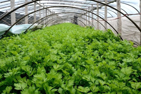 冬季适合在冷棚中栽培哪些蔬菜,芹菜、香菜、蒜苗等品种都是适宜选择