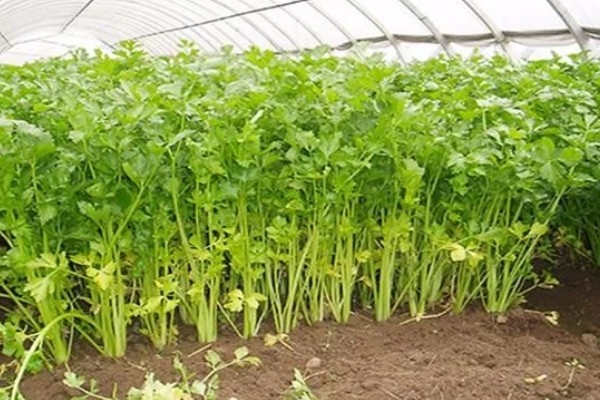 冬季适合在冷棚中栽培哪些蔬菜,芹菜、香菜、蒜苗等品种都是适宜选择