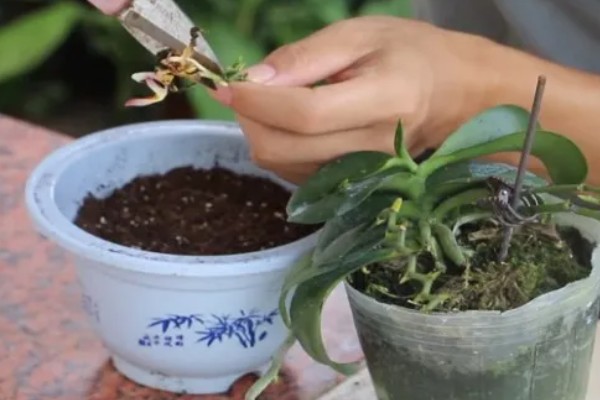 蝴蝶兰如何分株，将母株上的地下茎分开成数个分茎