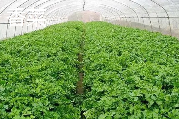 冬季适合在冷棚中栽培哪些蔬菜,芹菜、香菜、蒜苗等品种都是适宜选择