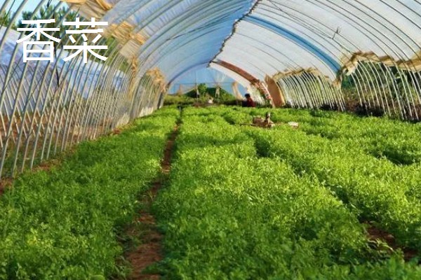 冬季适合在冷棚中栽培哪些蔬菜,芹菜、香菜、蒜苗等品种都是适宜选择