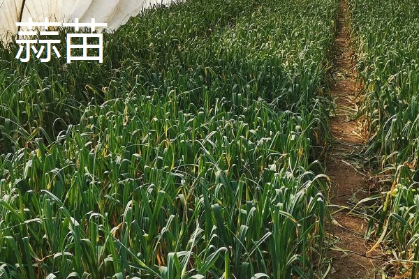 冬季适合在冷棚中栽培哪些蔬菜,芹菜、香菜、蒜苗等品种都是适宜选择